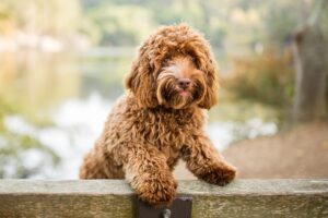 Setting Your Labradoodle Up for Success