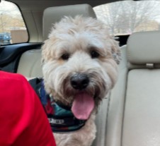 Soft Coated Wheaten Terrier Cheap Hypoallergenic Dogs
