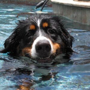 bernese mountain dog is afraid of water what to do