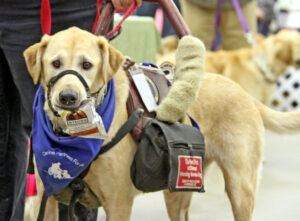 Tasks a Service Dog Needs to Perform