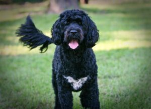 are portuguese water dogs intelligent dogs