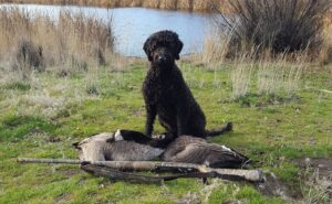 Goldendoodle duck hot sale hunting dog