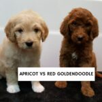 Apricot vs Red Goldendoodle