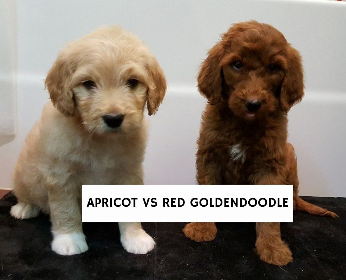 what color is apricot in a dog