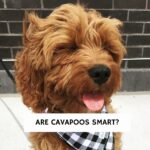 Are Cavapoos Smart?