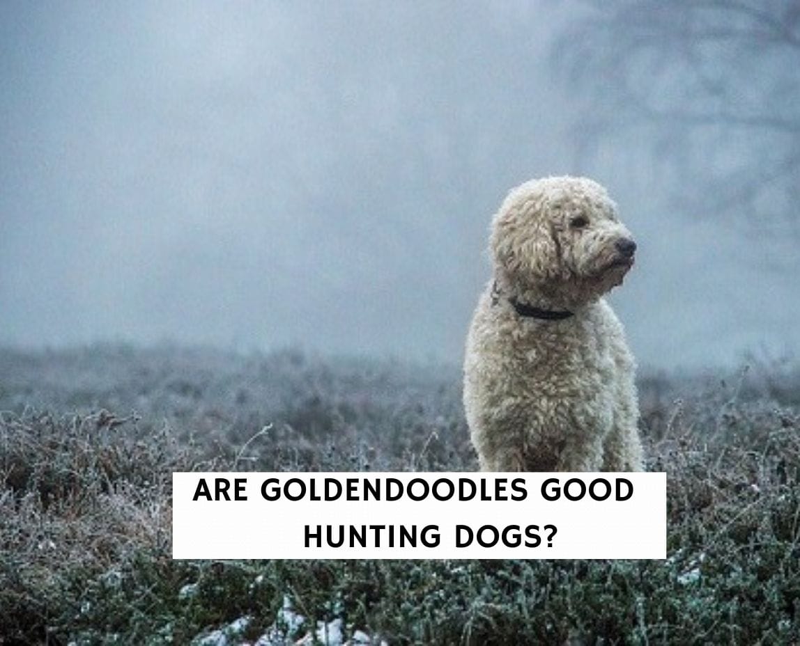 Goldendoodle hunting hot sale dog