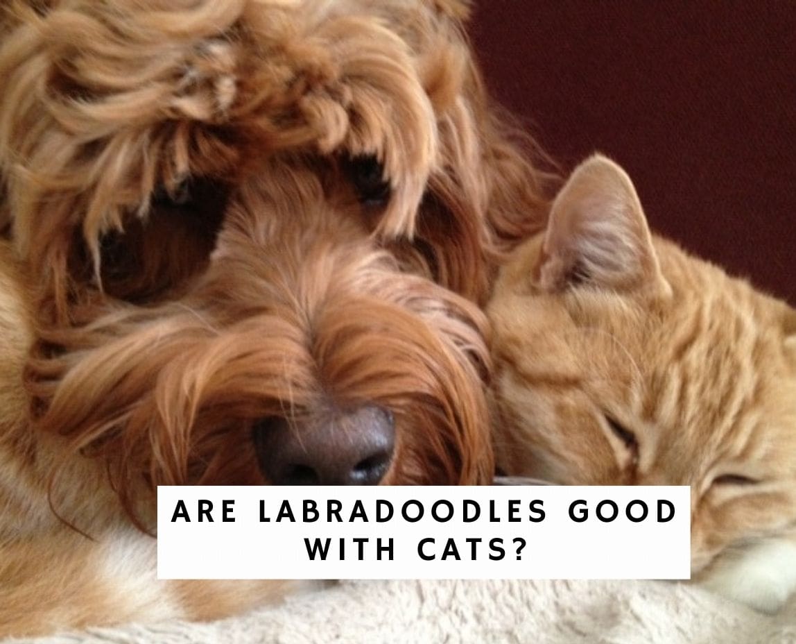 do labradoodles get along with cats