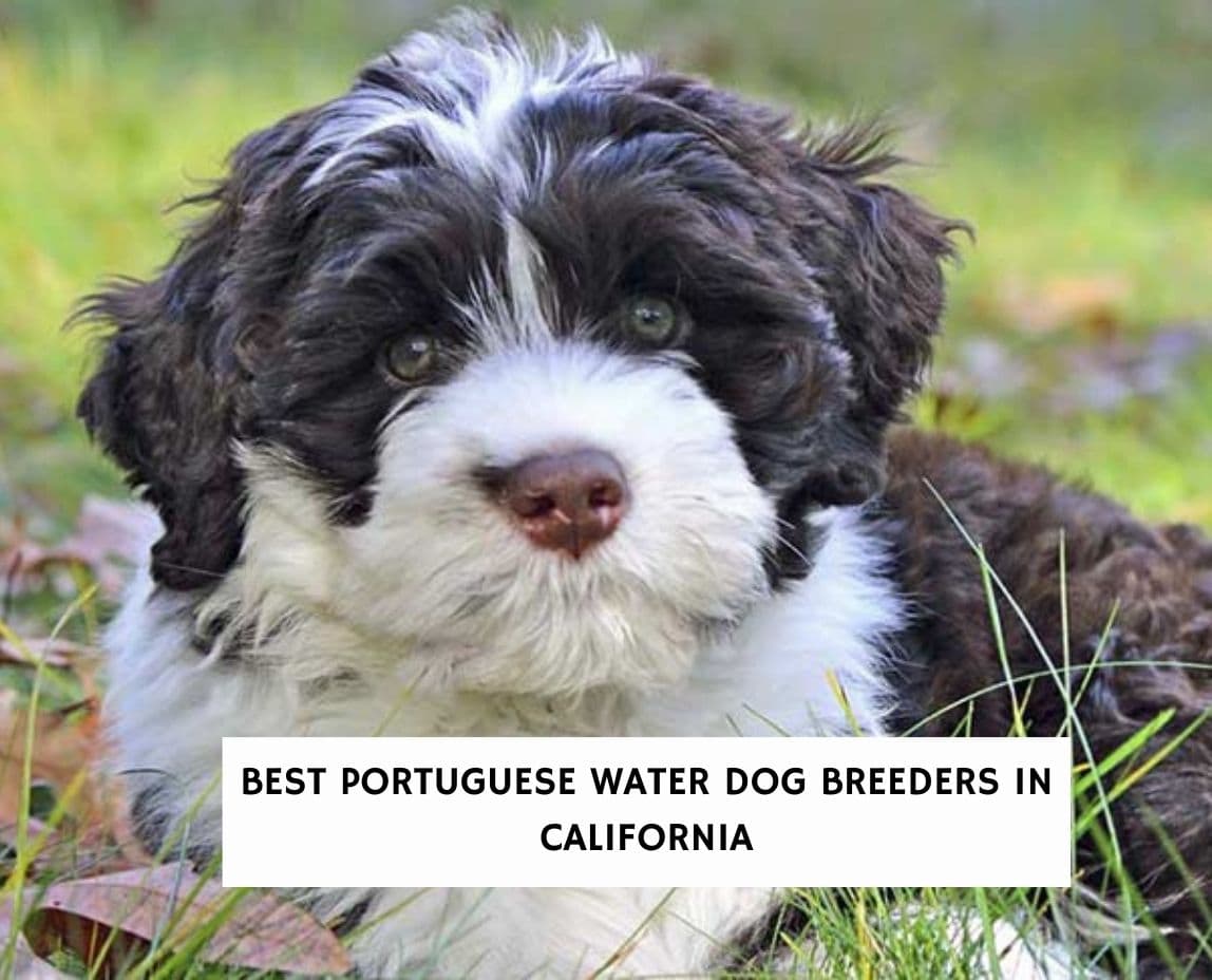 7 Best Portuguese Water Dog Breeders in California! (2023) - We Love