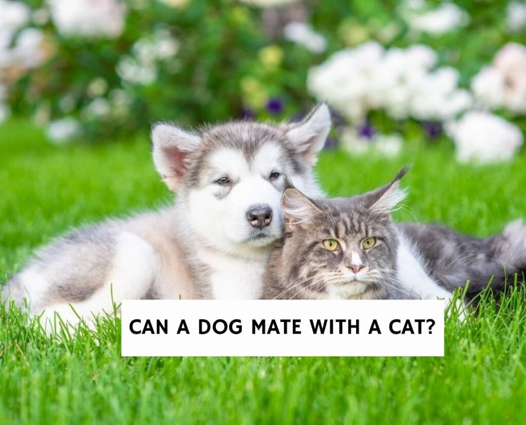 Can a Dog Mate With a Cat?