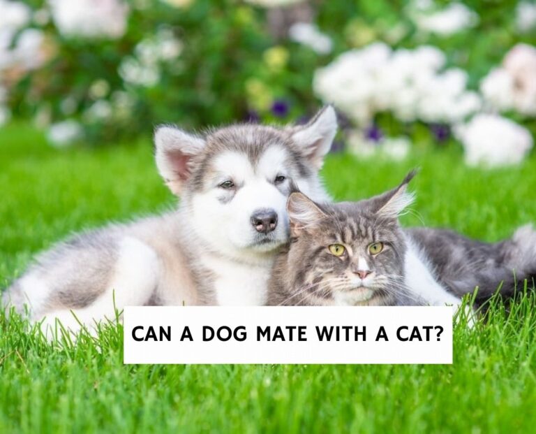 Can a Dog Mate With a Cat?