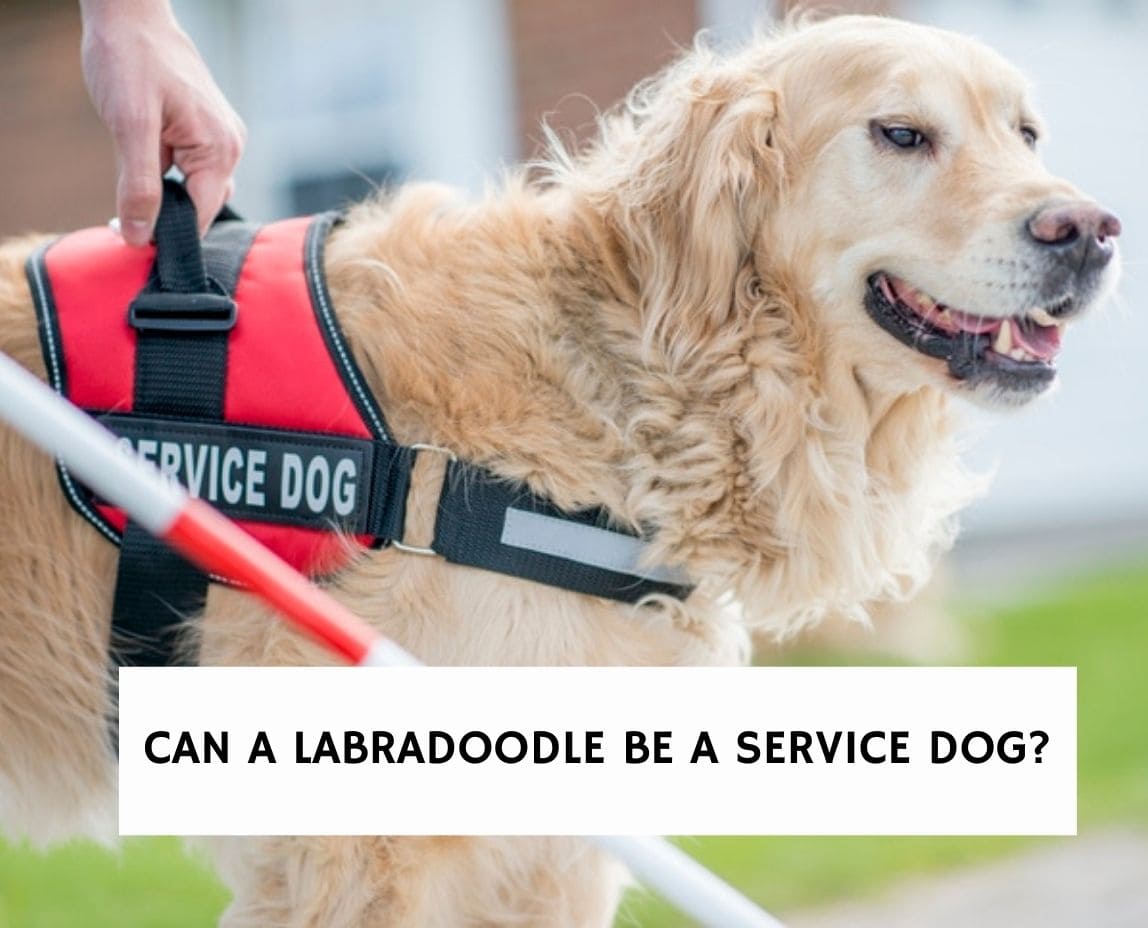 are labradoodles good therapy dogs