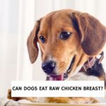 Can Dogs Eat Raw Chicken Breast?