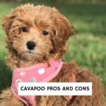 Cavapoo Pros and Cons