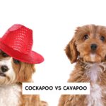 Cockapoo vs Cavapoo