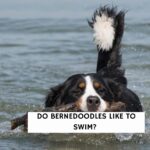 Do Bernedoodles Like To Swim?
