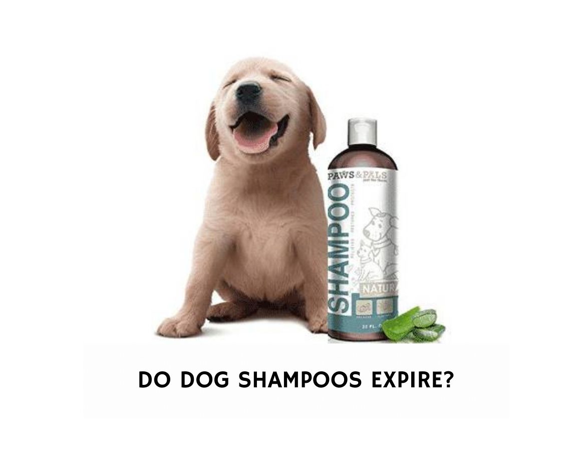 Do Dog Shampoos Expire?