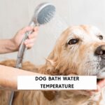 Dog Bath Water Temperature