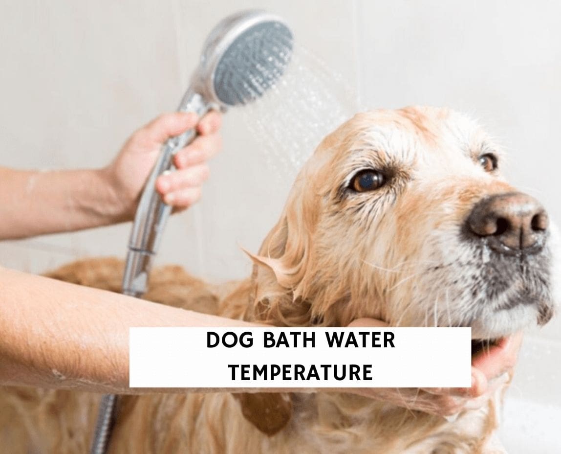 What is the Perfect Dog Bath Water Temperature? (2023) - We Love Doodles