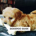 Doxiepoo Guide