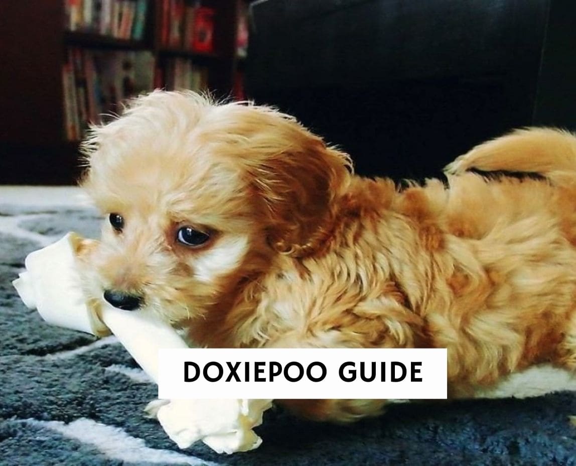 are doxiepoo the most intelligent dogs