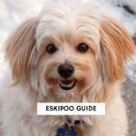 Eskipoo Guide
