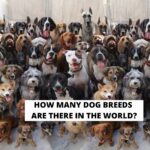How Many Dog Breeds Are There in the World?