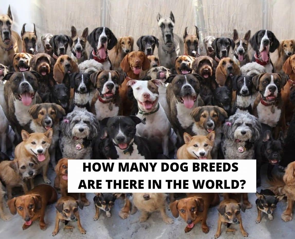 How Many Dog Breeds Are There in the World? (2024) - We Love Doodles