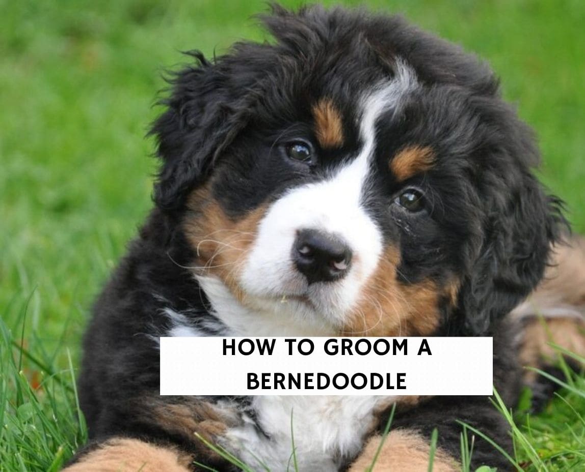 how often do you groom a bernedoodle