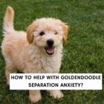 How to Help with Goldendoodle Separation Anxiety?