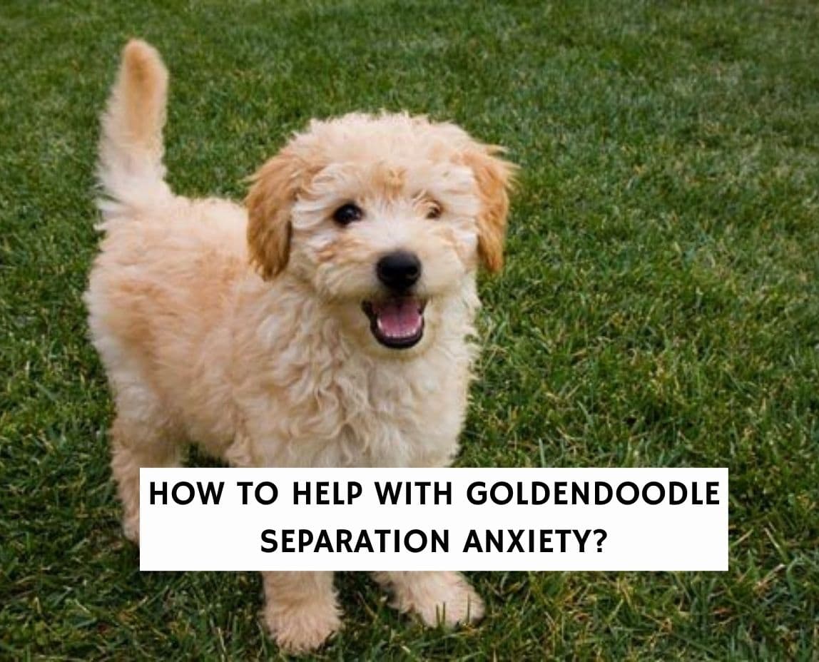 Goldendoodle Separation Anxiety