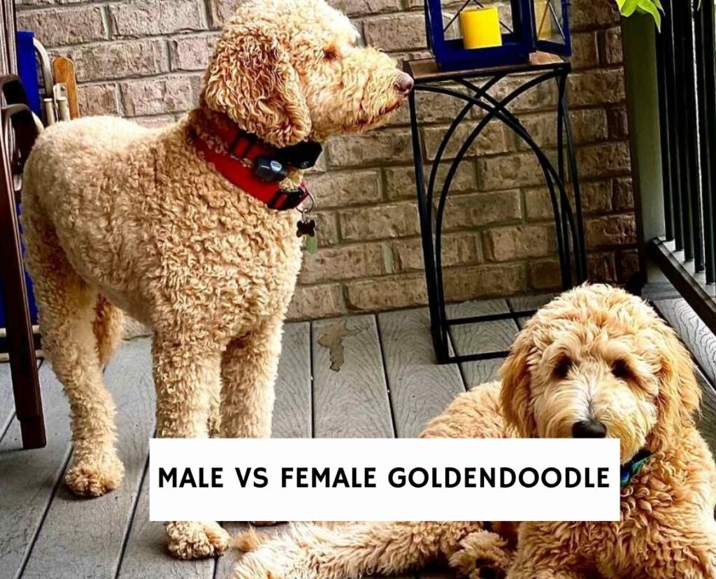 Male vs Female Goldendoodle The Differences Explained! (2024)