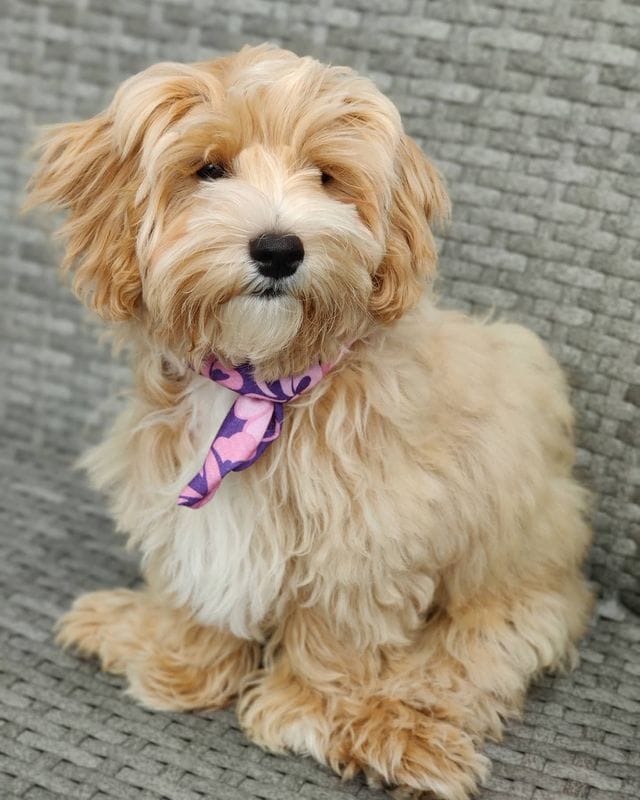 Best Micro Doodle Breeds!