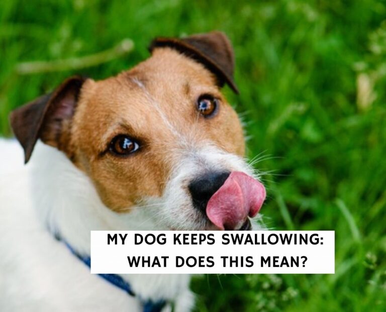 My Dog Keeps Swallowing: What Does This Mean?