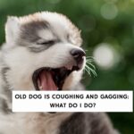 Old Dog is Coughing and Gagging: What Do I Do?