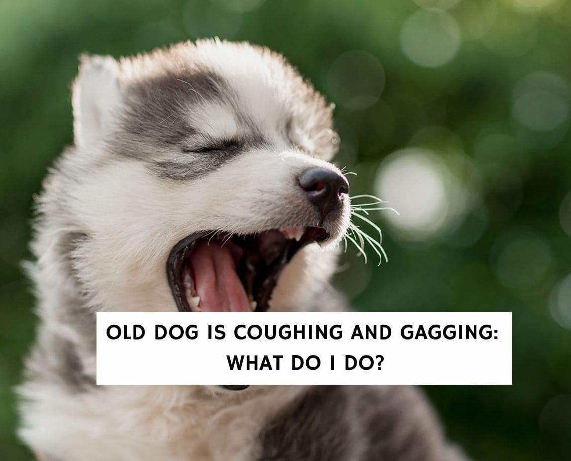 what to do if your puppy is gagging