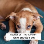Regret Getting a Puppy. What Should I Do?