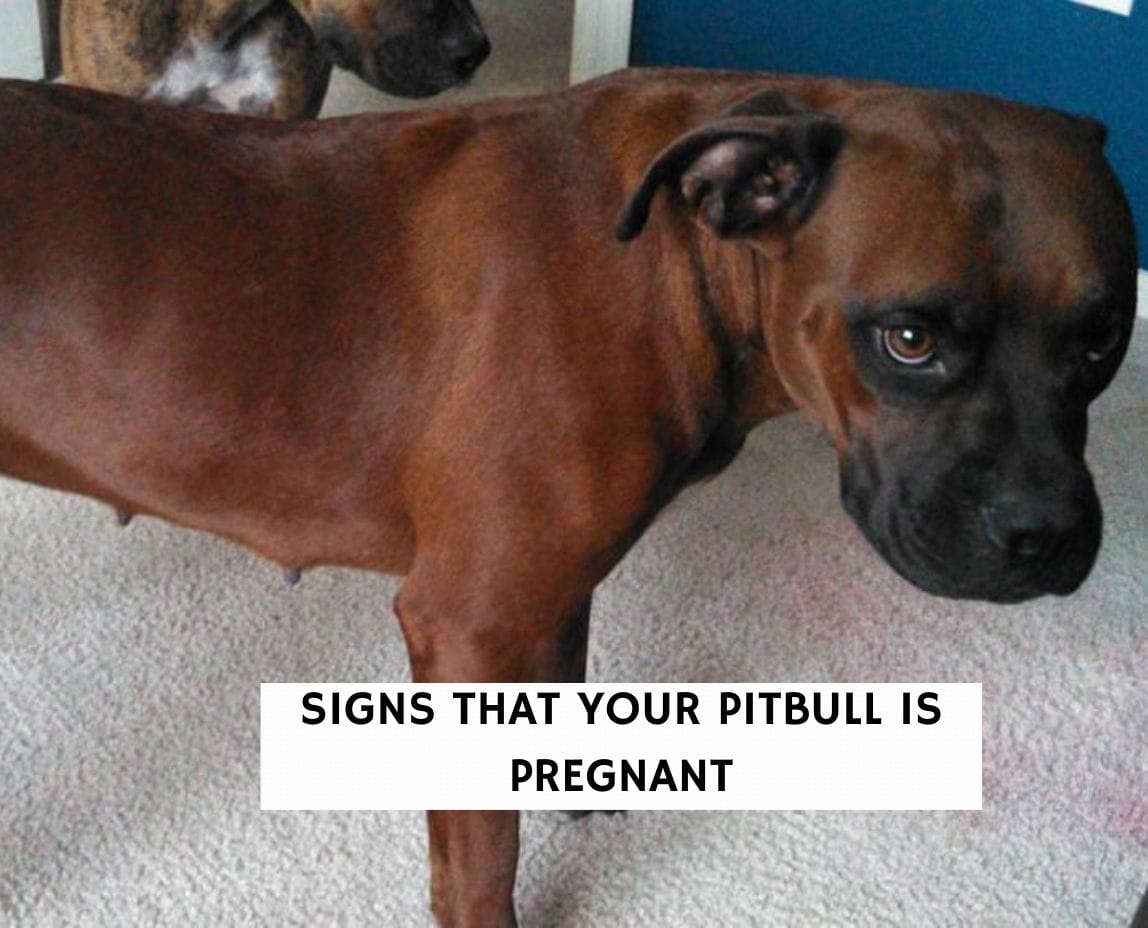 what are the signs of a pregnant dog