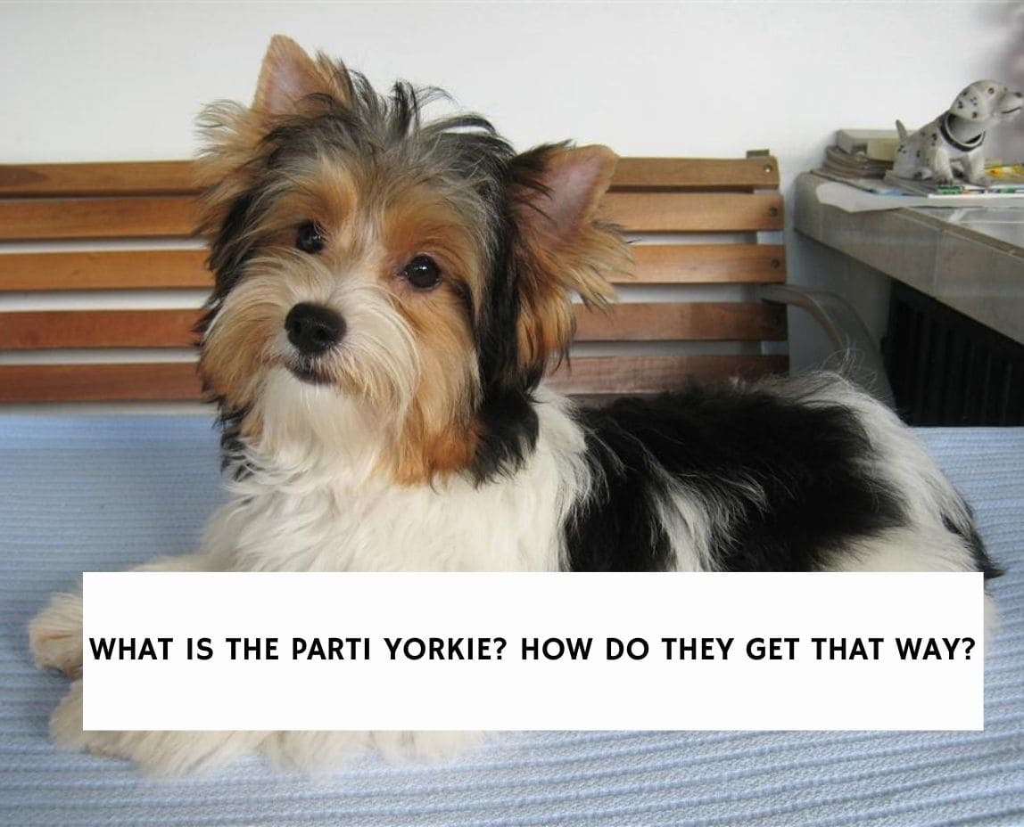 how do i know what color my yorkie will be