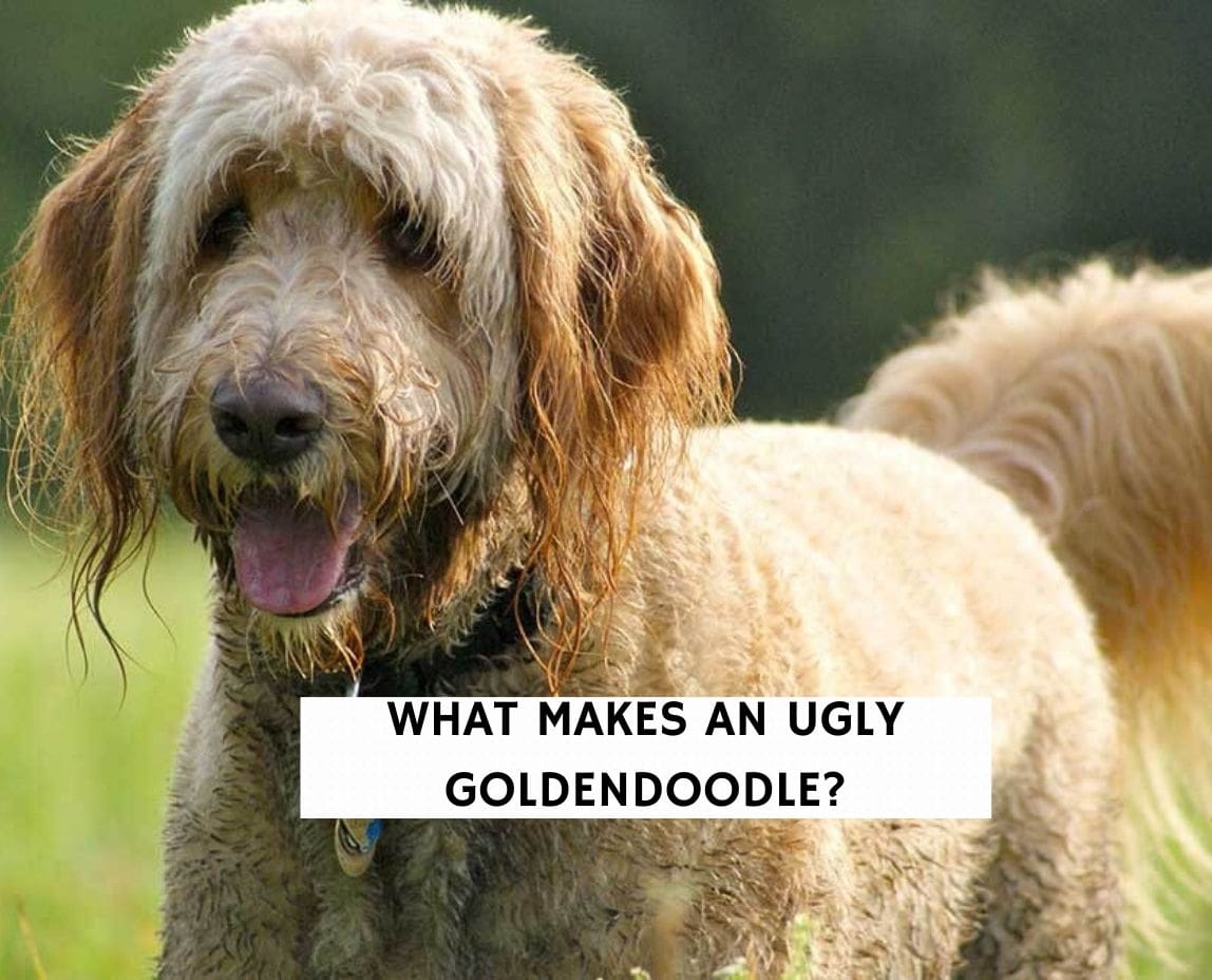 Ugly goldendoodle hot sale