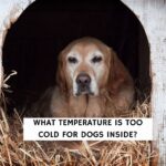 What Temperature Is Too Cold for Dogs Inside?