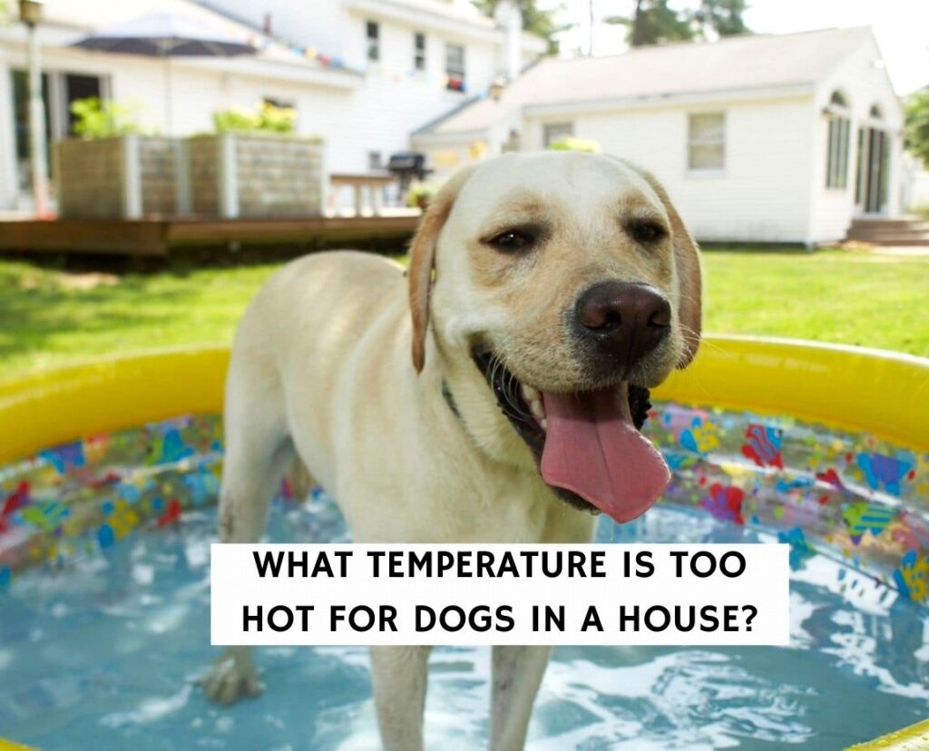 What Temperature is Too Hot For Dogs in a House? (2024) We Love Doodles