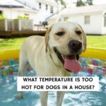 What Temperature Is Too Hot for Dogs in a House?