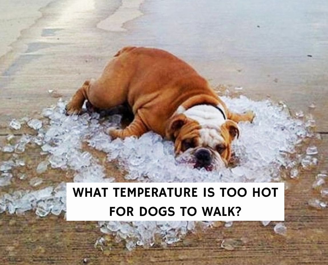 what temperature is too hot for dogs to walk on pavement