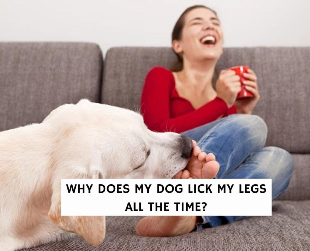 Why Does My Dog Lick My Legs All The Time? 9 Reasons!