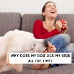 Why Does My Dog Lick My Legs All The Time?