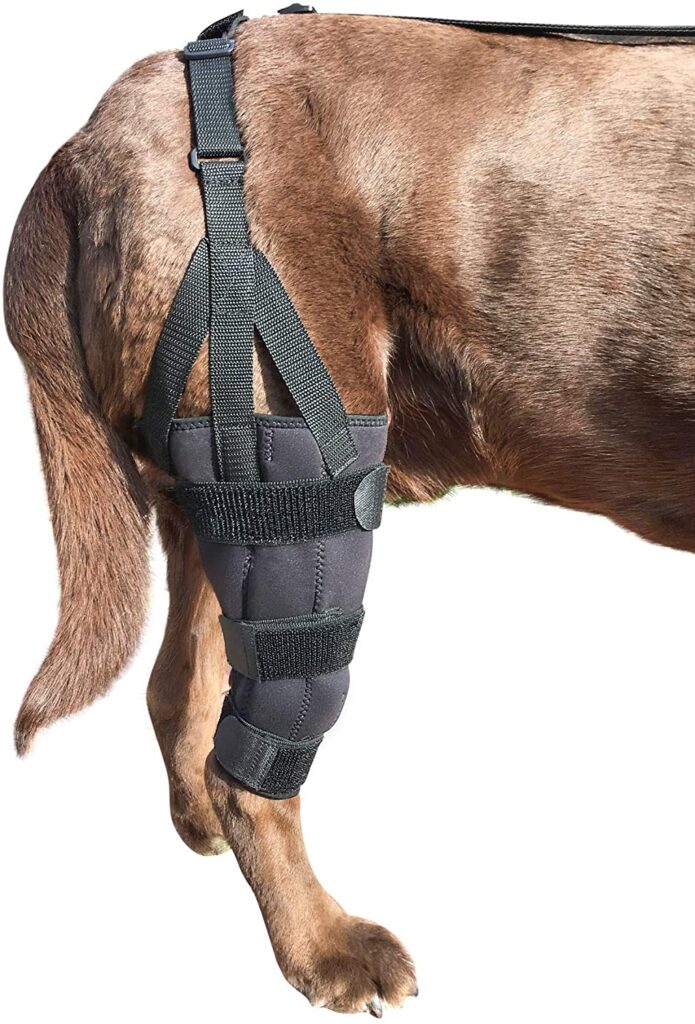 The 6 Best Dog Knee Braces for a Torn ACL!
