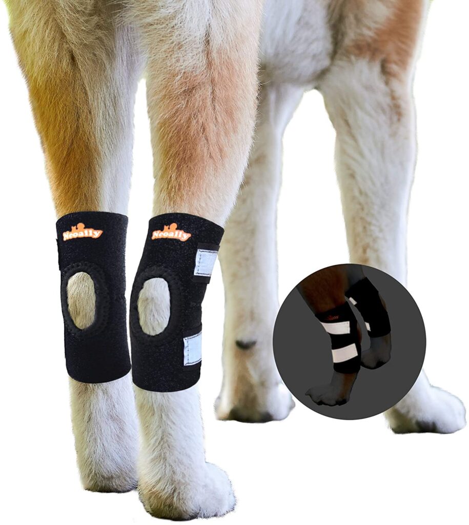 The 6 Best Dog Knee Braces for a Torn ACL!