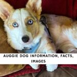 Auggie Dog