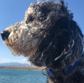 how often should you bathe a bernedoodle