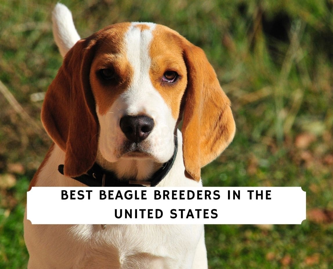 10 Best Beagle Breeders (2022): Our Top 10 Picks!